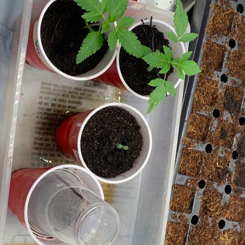 Michigan Cherries 🍒  growlog timeline photo