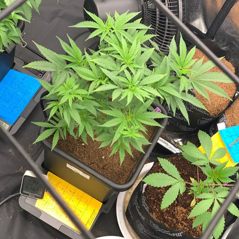 Michigan Cherries 🍒  growlog photo: Moved to 4x