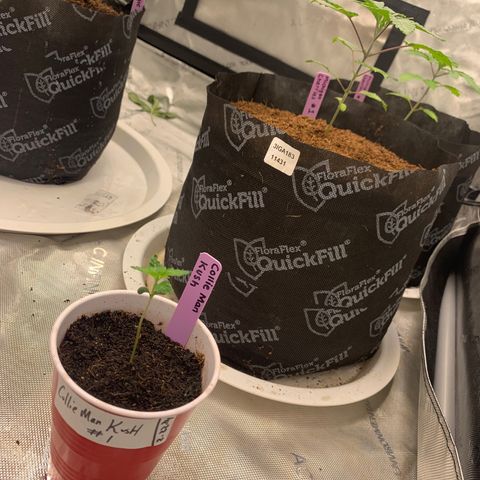 Michigan Cherries 🍒  growlog timeline photo
