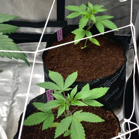Michigan Cherries 🍒  growlog timeline photo