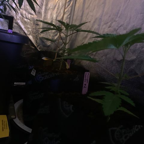 Michigan Cherries 🍒  growlog photo: Moved to 4x