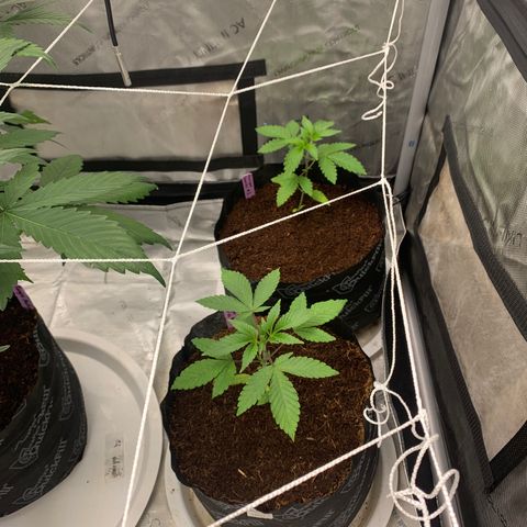 Michigan Cherries 🍒  growlog timeline photo