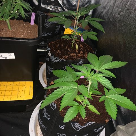 Michigan Cherries 🍒  growlog photo: Moved to 4x