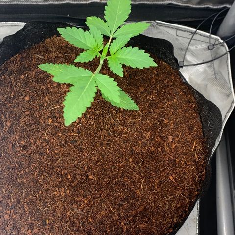 Michigan Cherries 🍒  growlog photo: Very successful transplant.. completely crushed one of the root balls 😭.. but you can’t tellll 😁😅