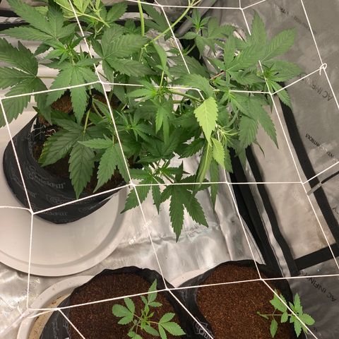 Michigan Cherries 🍒  growlog photo: Very successful transplant.. completely crushed one of the root balls 😭.. but you can’t tellll 😁😅