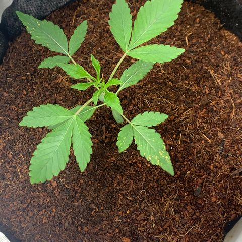 Michigan Cherries 🍒  growlog photo: Very successful transplant.. completely crushed one of the root balls 😭.. but you can’t tellll 😁😅