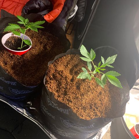 Michigan Cherries 🍒  growlog photo: Very successful transplant.. completely crushed one of the root balls 😭.. but you can’t tellll 😁😅