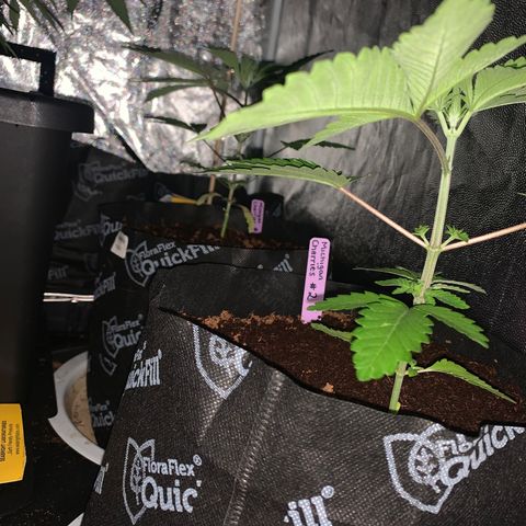 Michigan Cherries 🍒  growlog photo: Moved to 4x