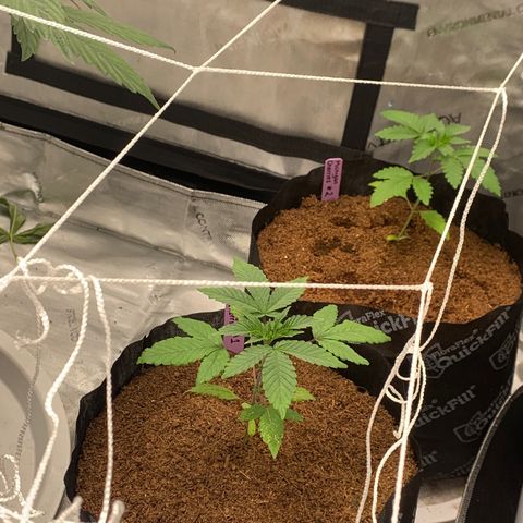 Michigan Cherries 🍒  growlog timeline photo