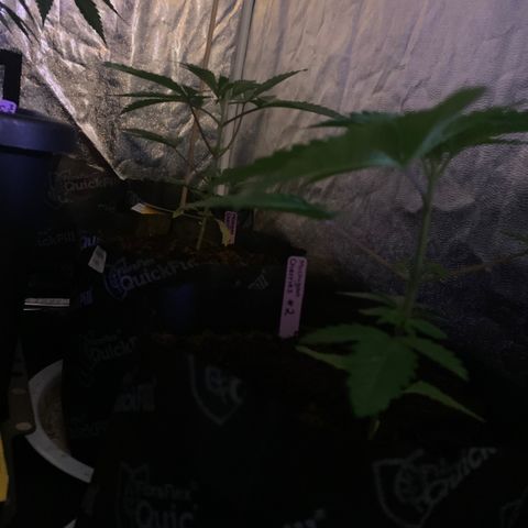 Michigan Cherries 🍒  growlog photo: Moved to 4x
