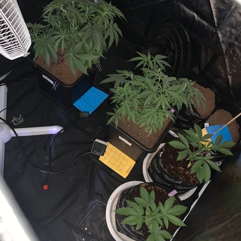 Michigan Cherries 🍒  growlog photo: Moved to 4x