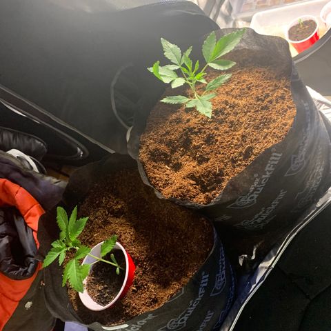 Michigan Cherries 🍒  growlog photo: Very successful transplant.. completely crushed one of the root balls 😭.. but you can’t tellll 😁😅