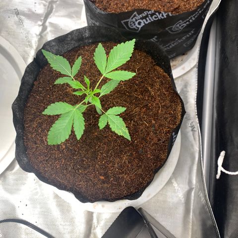 Michigan Cherries 🍒  growlog photo: Very successful transplant.. completely crushed one of the root balls 😭.. but you can’t tellll 😁😅