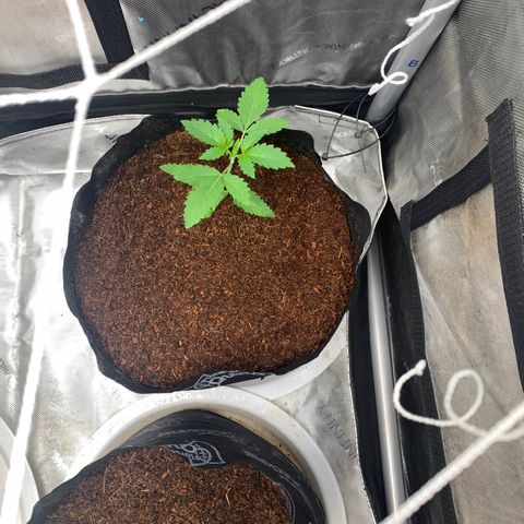 Michigan Cherries 🍒  growlog photo: Very successful transplant.. completely crushed one of the root balls 😭.. but you can’t tellll 😁😅