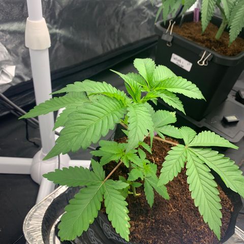 Michigan Cherries 🍒  growlog photo: Got some mean tops, from a bad bih 