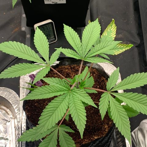 Michigan Cherries 🍒  growlog photo: Got some mean tops, from a bad bih 
