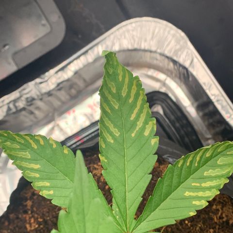 Michigan Cherries 🍒  growlog photo: Got some mean tops, from a bad bih 