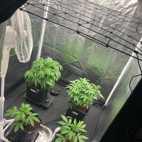 Michigan Cherries 🍒  growlog photo: Got some mean tops, from a bad bih 
