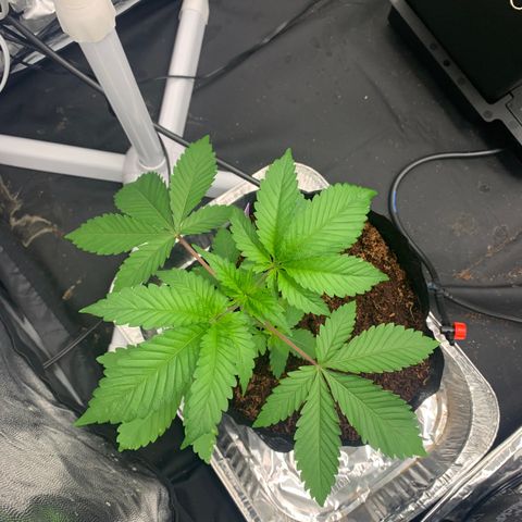 Michigan Cherries 🍒  growlog photo: Pre top, look at the twins 👯‍♀️ 