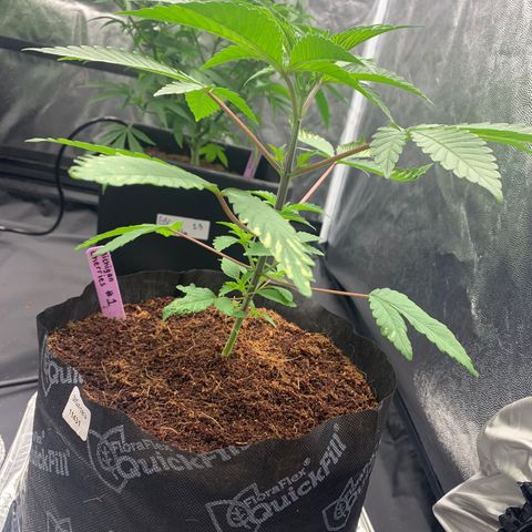 Michigan Cherries 🍒  growlog photo: Pre top, look at the twins 👯‍♀️ 