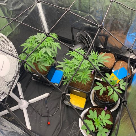 Michigan Cherries 🍒  growlog photo: Pre top, look at the twins 👯‍♀️ 