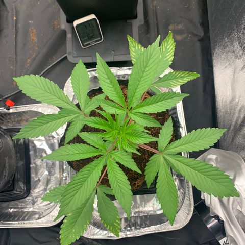 Michigan Cherries 🍒  growlog photo: Pre top, look at the twins 👯‍♀️ 