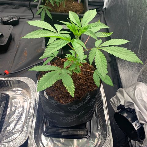 Michigan Cherries 🍒  growlog photo: Pre top, look at the twins 👯‍♀️ 