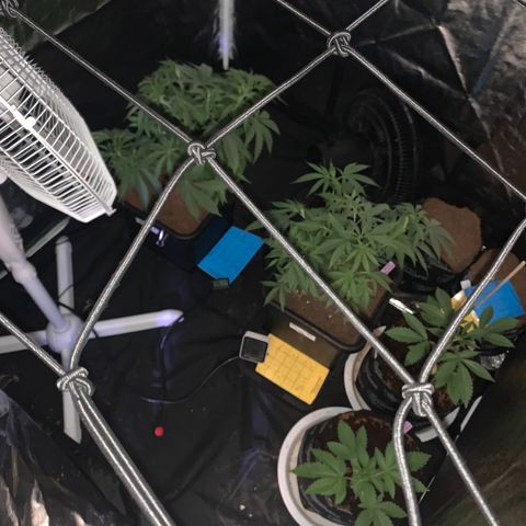 Michigan Cherries 🍒  growlog photo: Pre top, look at the twins 👯‍♀️ 