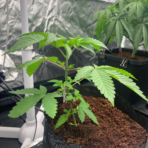 Michigan Cherries 🍒  growlog photo: Pre top, look at the twins 👯‍♀️ 