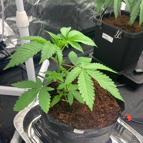 Michigan Cherries 🍒  growlog photo: Got some mean tops, from a bad bih 