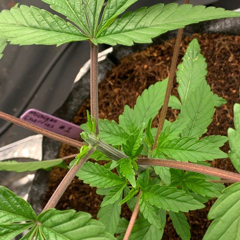 Michigan Cherries 🍒  growlog photo: Got some mean tops, from a bad bih 