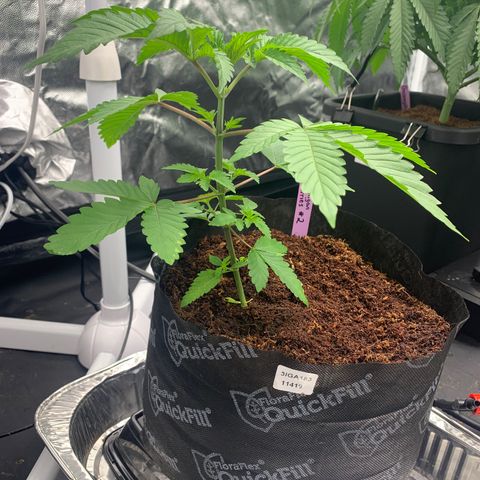 Michigan Cherries 🍒  growlog photo: Got some mean tops, from a bad bih 