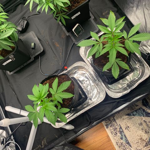 Michigan Cherries 🍒  growlog photo: Got some mean tops, from a bad bih 