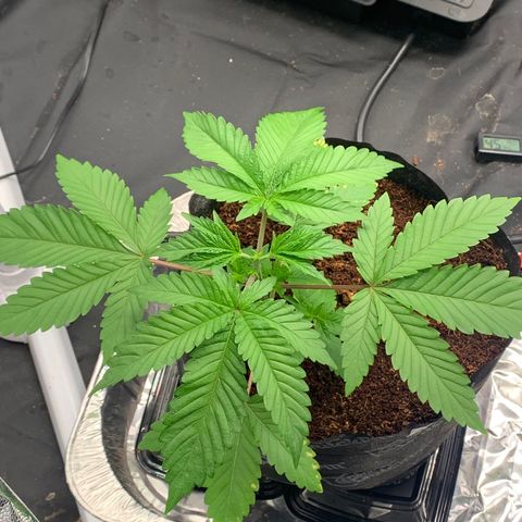 Michigan Cherries 🍒  growlog photo: Got some mean tops, from a bad bih 