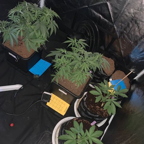 Michigan Cherries 🍒  growlog photo: Pre top, look at the twins 👯‍♀️ 