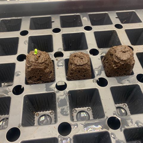Collie Man Kush 🇯🇲  growlog photo: Wats poppin