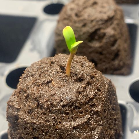 Collie Man Kush 🇯🇲  growlog photo: Wats poppin