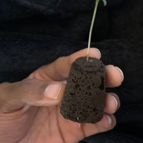 Collie Man Kush 🇯🇲  growlog photo: ROOOOOOOOOOOOTS 🌱 