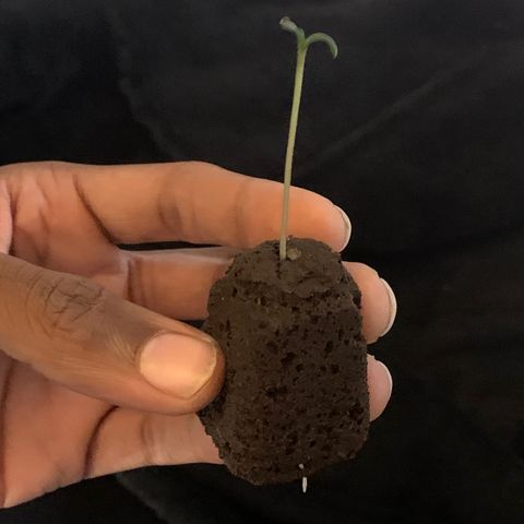 Collie Man Kush 🇯🇲  growlog photo: ROOOOOOOOOOOOTS 🌱 