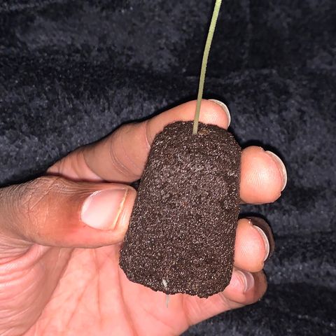 Collie Man Kush 🇯🇲  growlog photo: ROOOOOOOOOOOOTS 🌱 