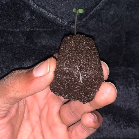 Collie Man Kush 🇯🇲  growlog photo: ROOOOOOOOOOOOTS 🌱 