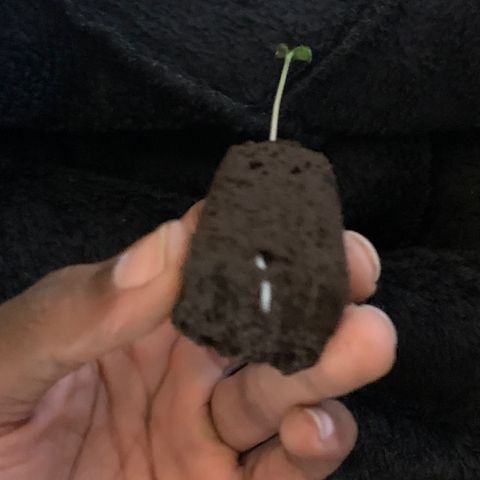 Collie Man Kush 🇯🇲  growlog photo: ROOOOOOOOOOOOTS 🌱 