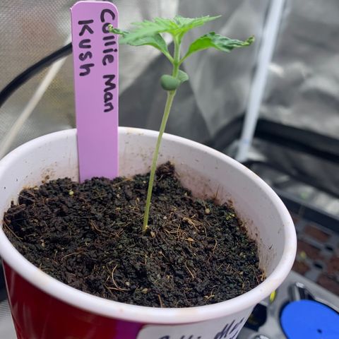 Collie Man Kush 🇯🇲  growlog timeline photo