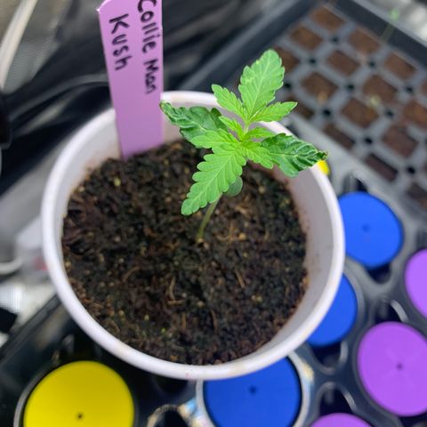 Collie Man Kush 🇯🇲  growlog timeline photo