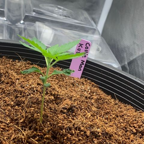 Collie Man Kush 🇯🇲  growlog timeline photo