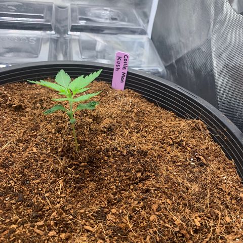Collie Man Kush 🇯🇲  growlog timeline photo