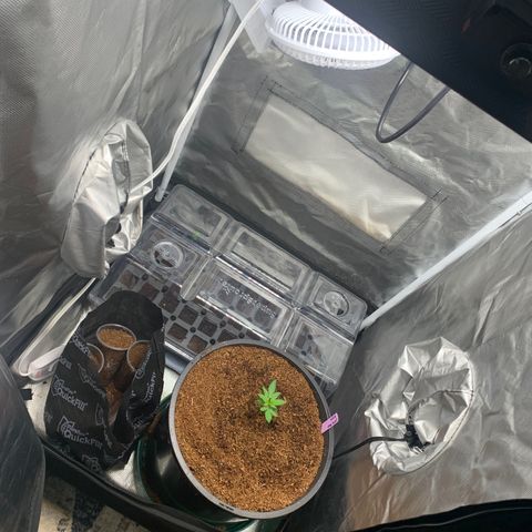 Collie Man Kush 🇯🇲  growlog timeline photo