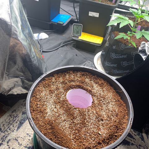 Collie Man Kush 🇯🇲  growlog timeline photo