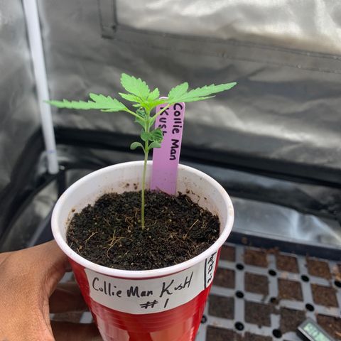 Collie Man Kush 🇯🇲  growlog timeline photo