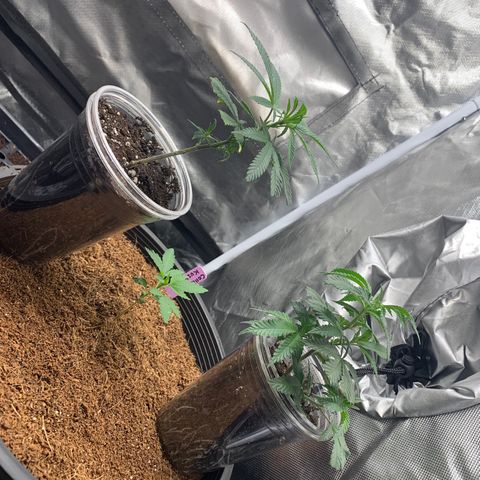 Collie Man Kush 🇯🇲  growlog timeline photo